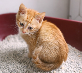 화장실에 앉는 아기 고양이.
