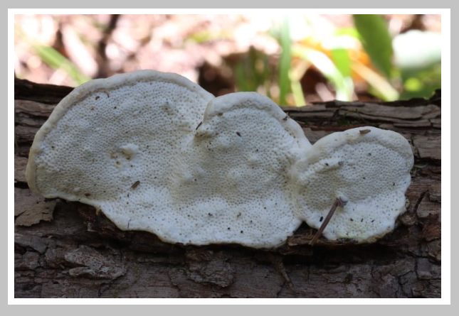 다이어트 식품 추천 송편버섯(근손실 방지)