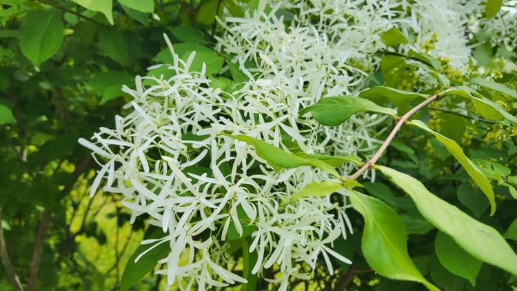 이팝나무-형태적-특성-꽃-피는시기-개화시기