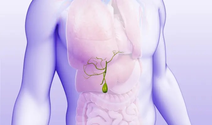 담낭-쓸개-위치
