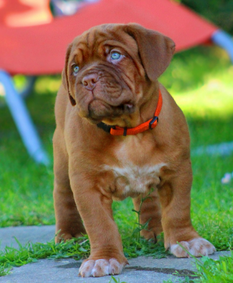 휴양지에 있는 강아지 이미지