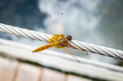 법의곤충학자 &ndash; 죽음의 현장에서 벌레를 만나다