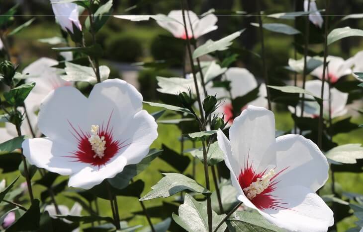 광복절특사-광복절유래의미 -5대국경일