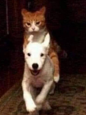 강아지와 고양이 합사 하는 방법