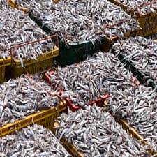 🔥 6시내고향 4월 15일 부산·울진·강릉 최신 정보 총정리 (멸치젓갈·대게·해양박물관) 관련사진