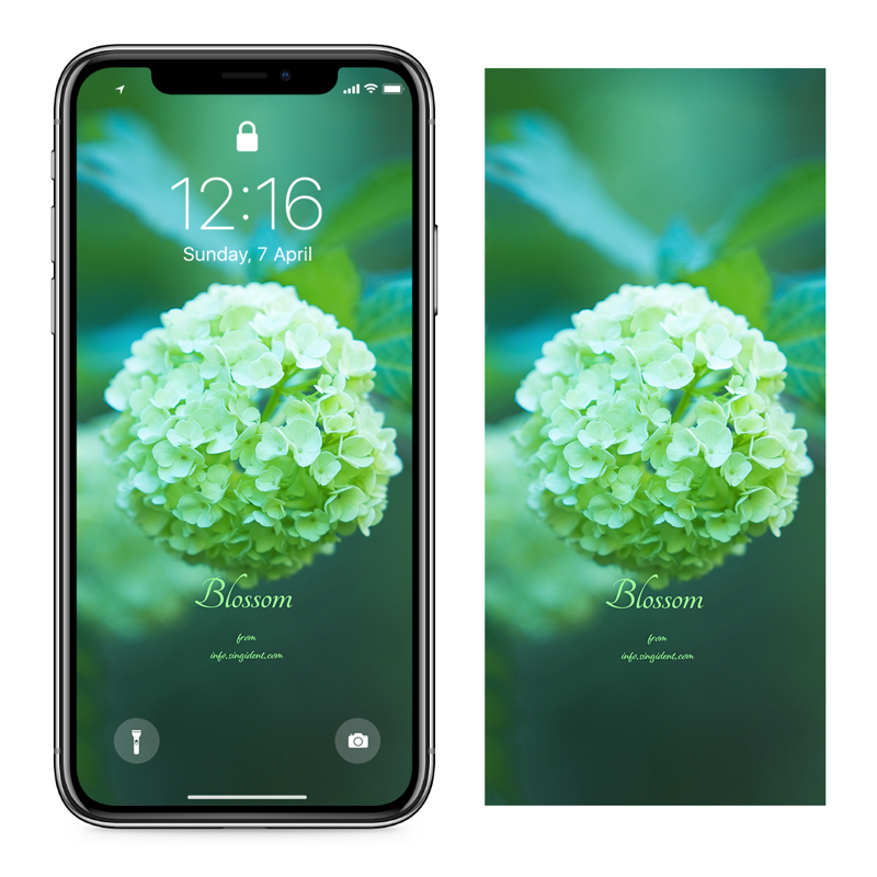 11 연두색 수국 C - Blossom 꽃배경화면