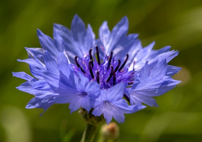 가을에 피는 꽃 수레국화