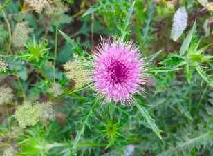 국립한국자생식물원-입장료-운영시간-할인-방법