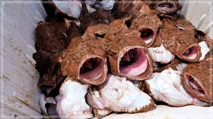 최불암 한국인의 밥상 아귀간찜, 아귀찜, 아귀애, 아귀턱살대창수육 소개 방송
