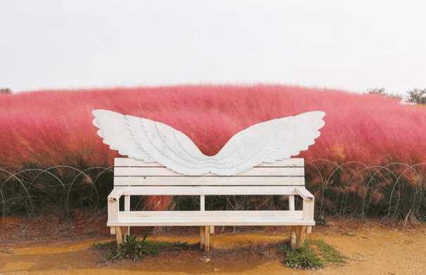 안성팜랜드 포토존