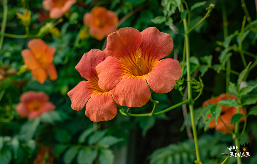 뚝섬 능소화 사진