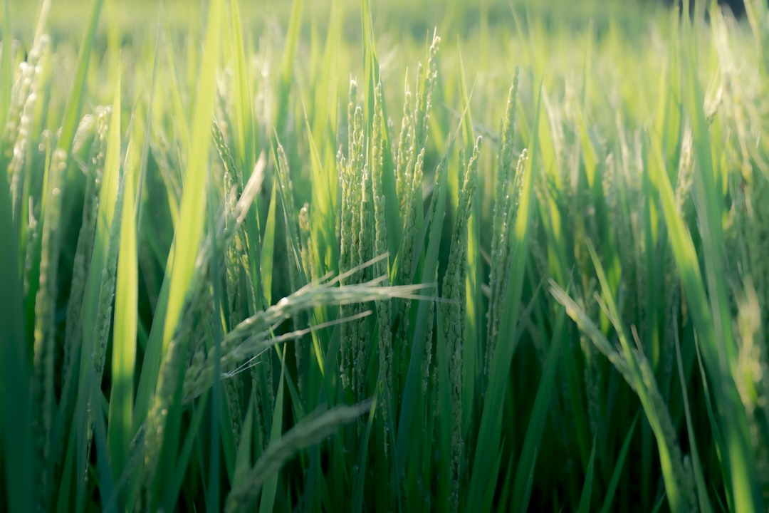 Cultivation.