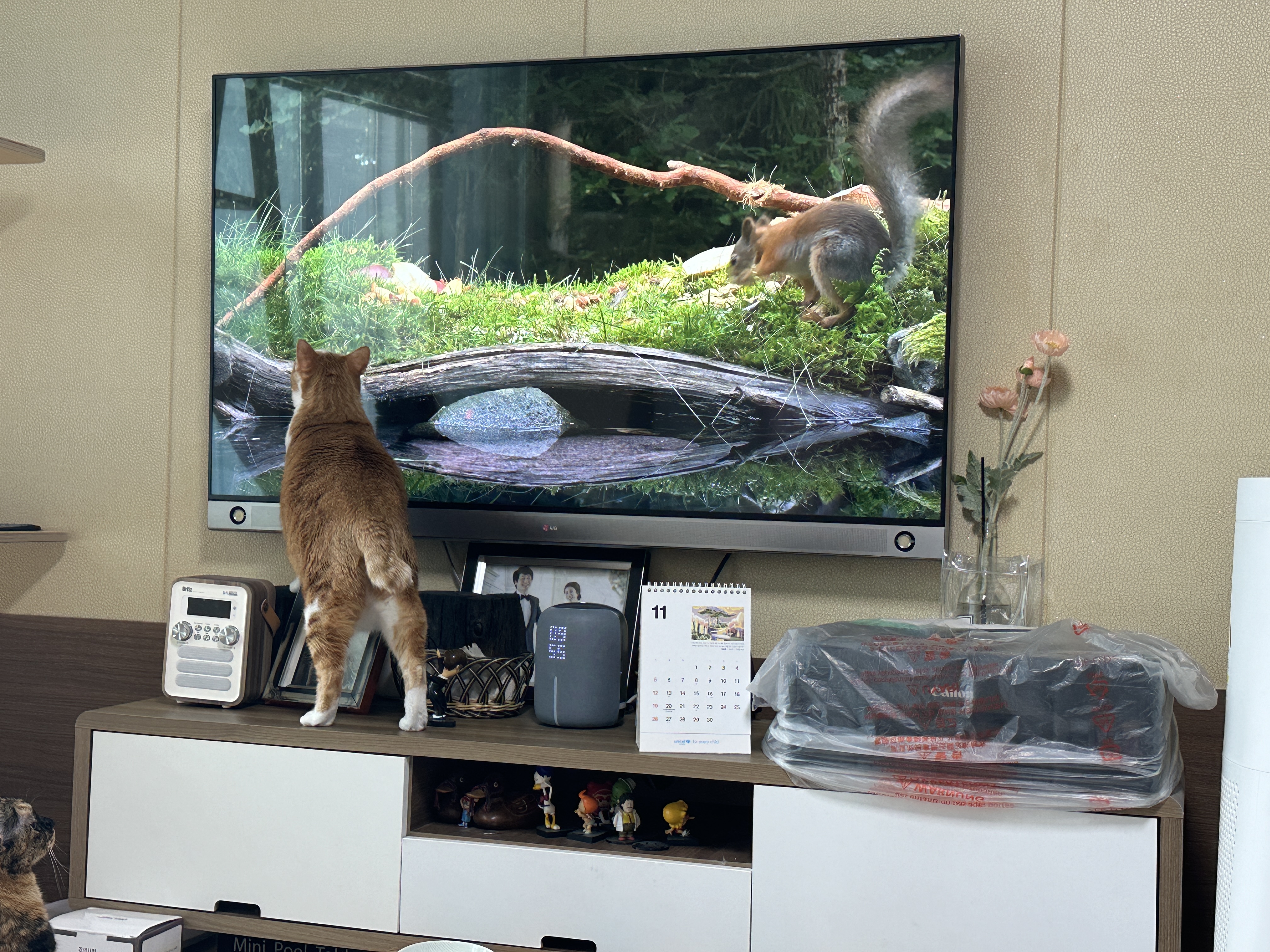 일어서서_TV속_새를_잡으려고_하는_호야