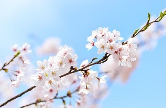 2024 벚꽃 개화시기