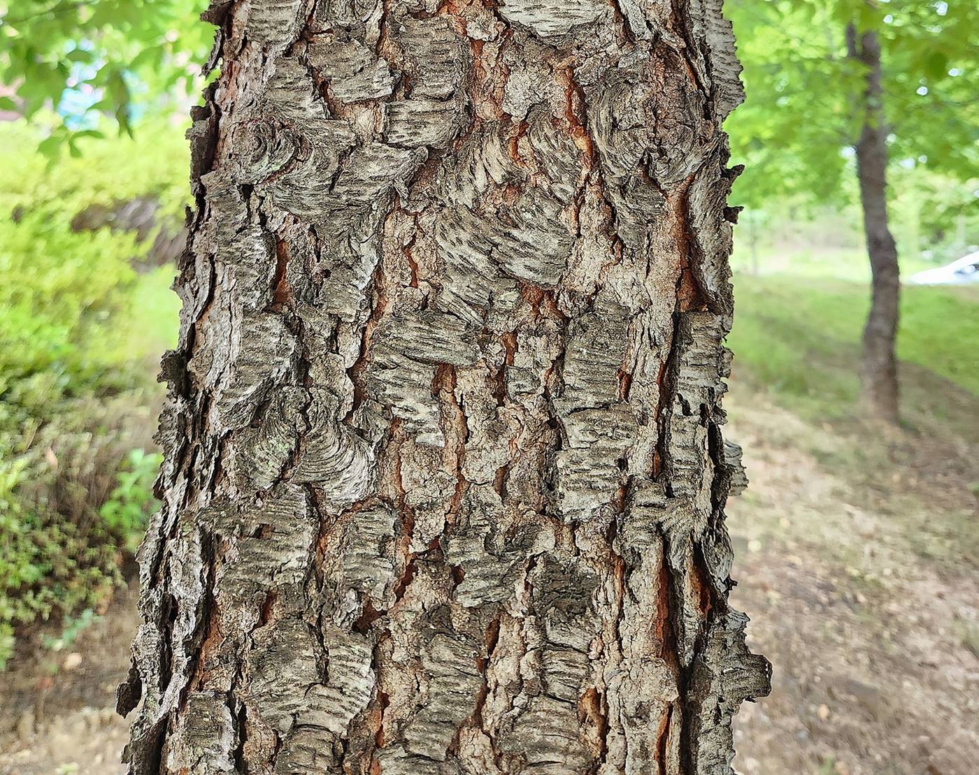 세로티나벚나무