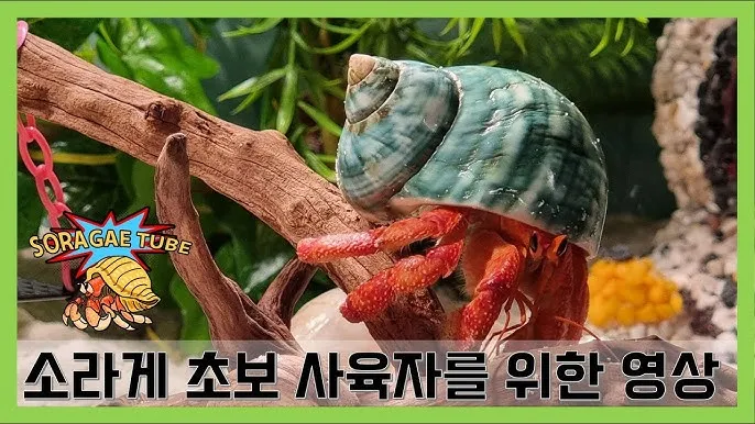 소라게 가격 키우기 분양 수명 먹이 성격 종류_9