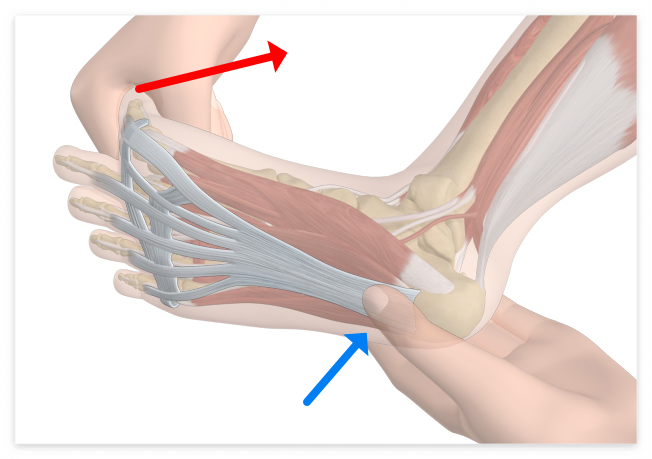 스트레칭과 근력 강화