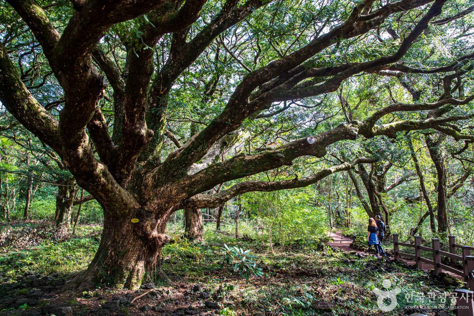 제주 비자림 자연휴양림
