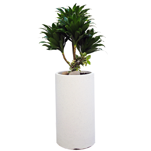 개업 축하 화분 콤팩타