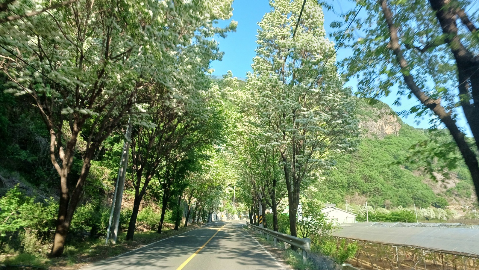 밀양댐 생태공원 가는길 이팝나무길3