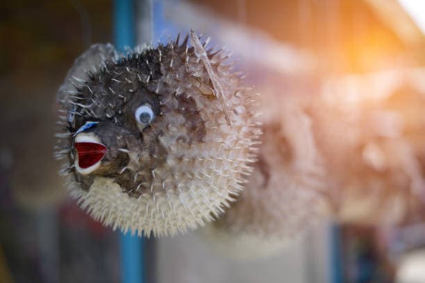 블롭피시: 심해의 신비로운 존재