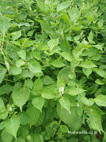 꽃이 핀 깻잎 밭의 신선한 초록빛 잎사귀