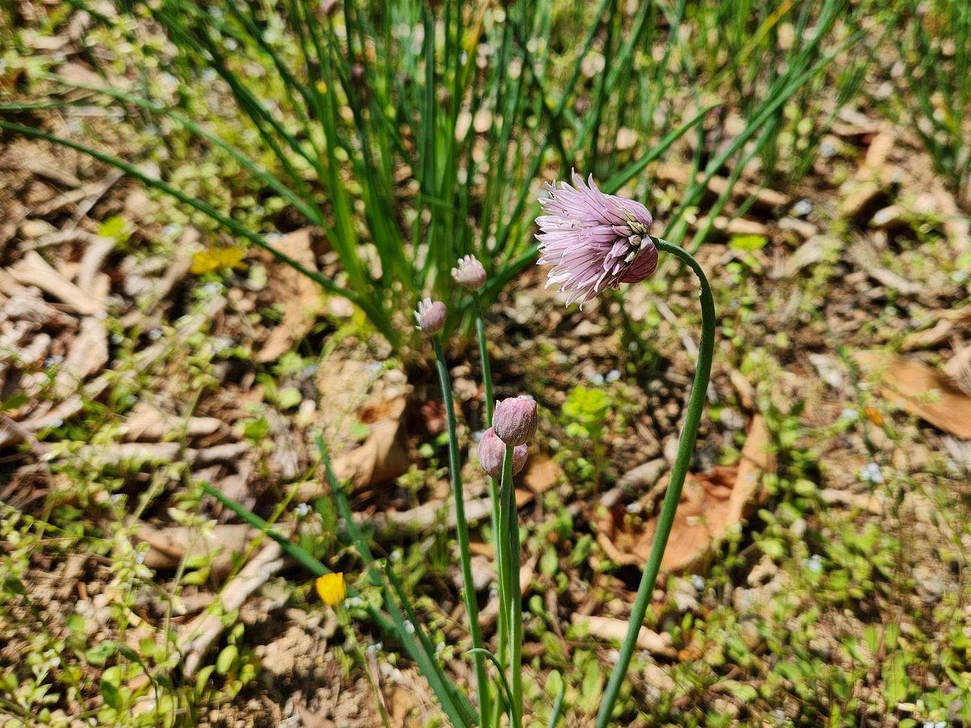 차이브 (골파) chive