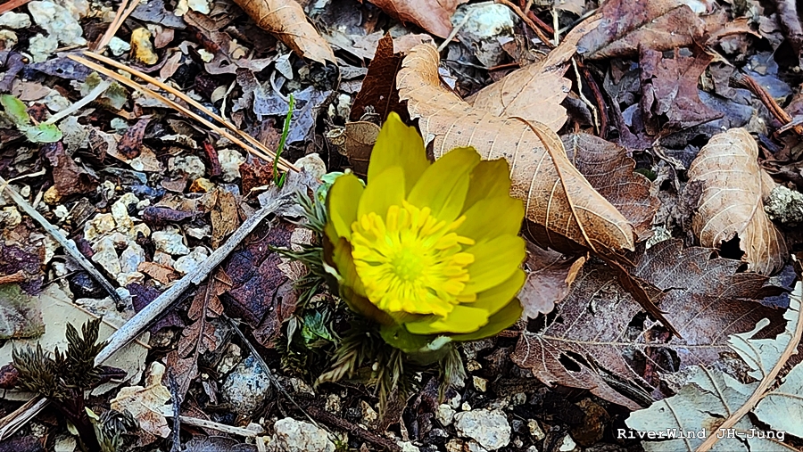 설연화