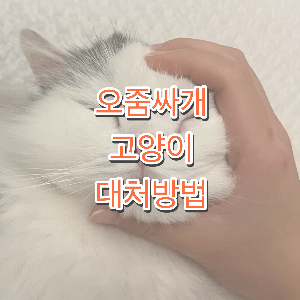 고양이 배변실수