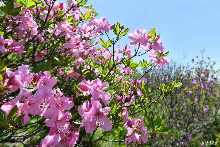 두위봉 철쭉제 산맥 페스티벌