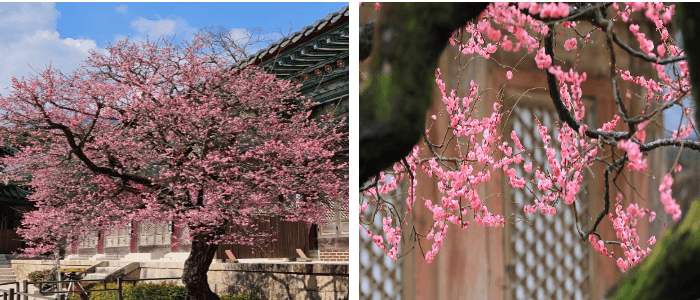 8.양산-통도사-홍매화