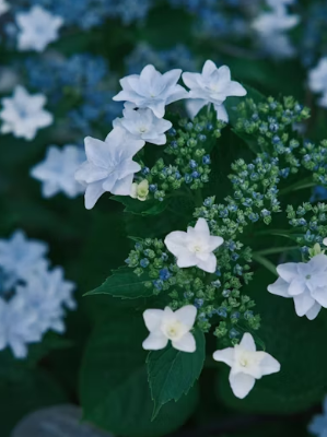 &amp;quot;사진 찍다 아차 하는 순간!&amp;quot; 벚꽃 명소 압사 사고 예방을 위한 필수 생존 수칙 5가지