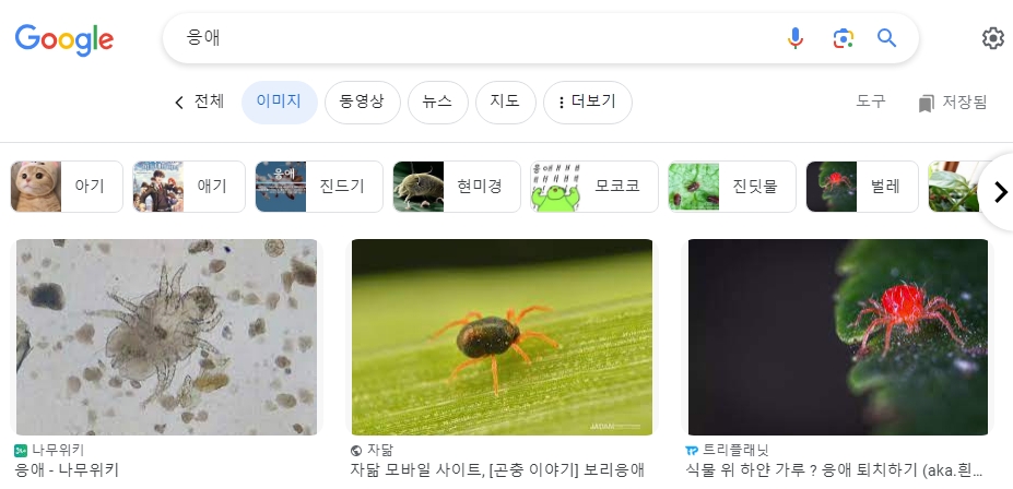 구글에서 검색한 다양한 응애 피해 사진 모음