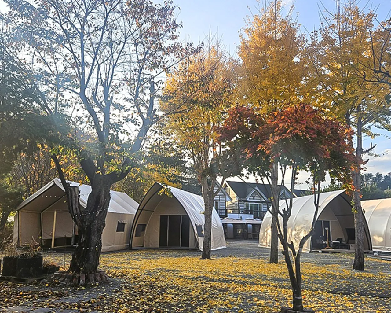 전국 반려견 동반 가을 산책 &amp; 캠핑 명소 BEST 3