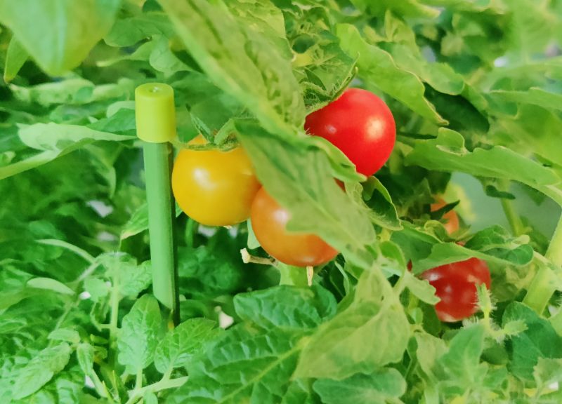 베란다에서 자라고있는 방울토마토 