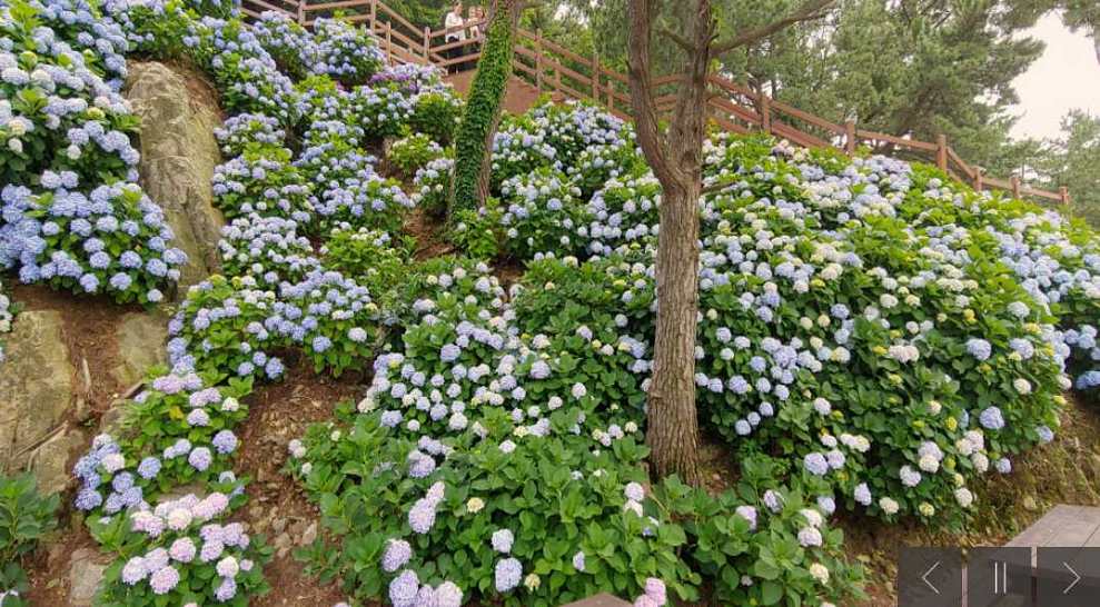 남부면 수국축제