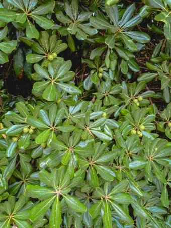 제주도 서귀포 남원 큰엉해안경승지 한반도 지형 포토존과 여행 꿀팁으로 정리_5