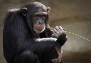 원숭이띠 2025년 운세