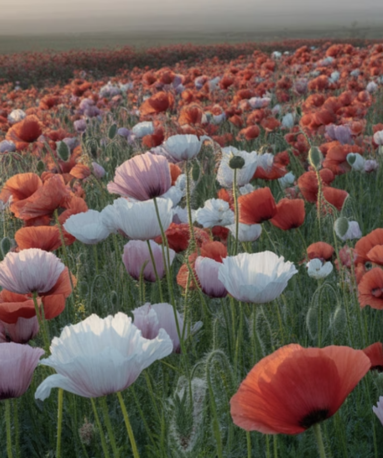 우리가 보는 대부분은 &amp;#39;꽃양귀비&amp;#39;