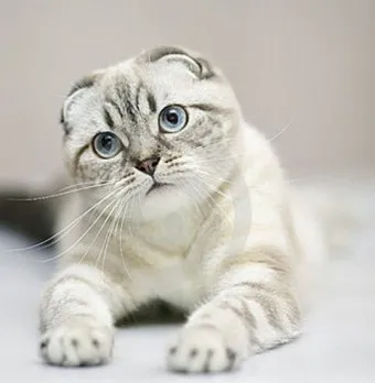 스코티시폴드 고양이 유전병_4