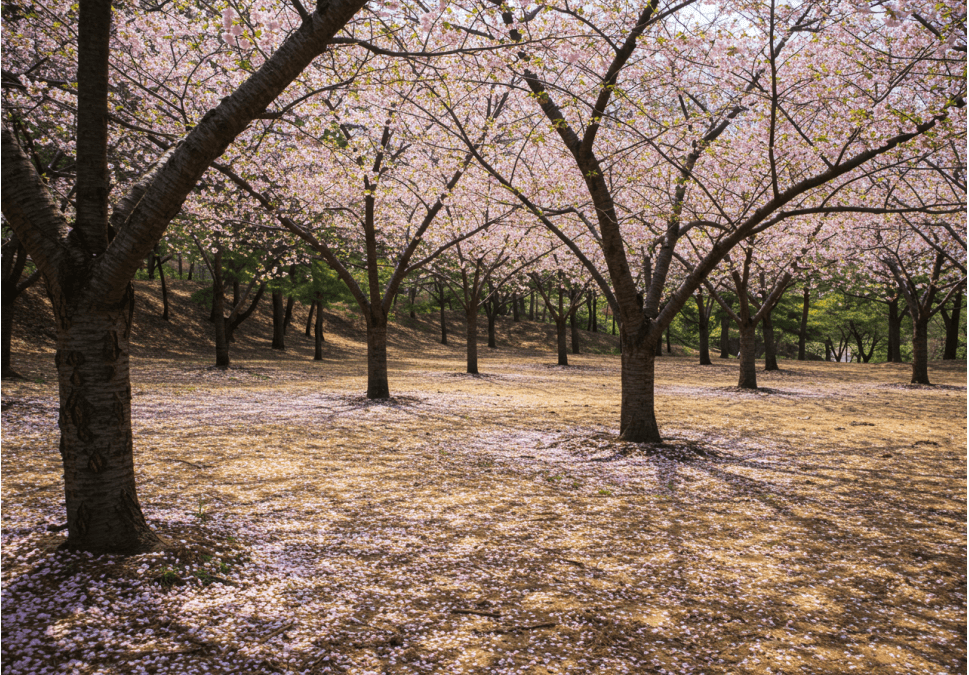 경주 벚꽃 개화 시기 및 축제 및 명소와 관련된 사진