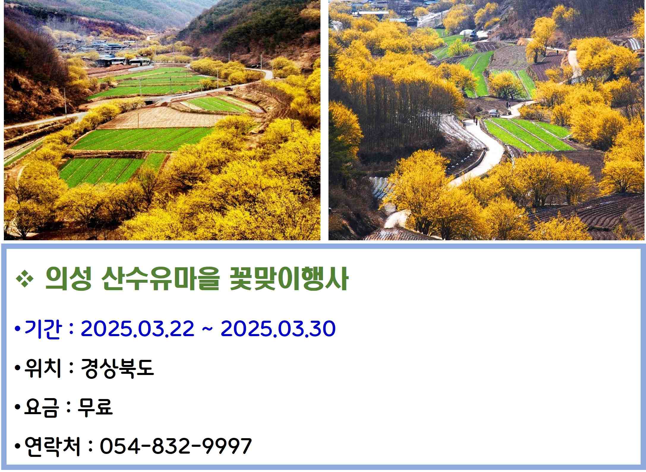 의성산수유마을 꽃맞이행사