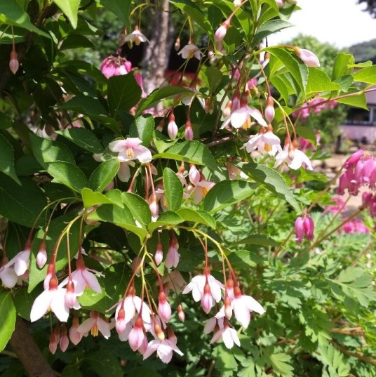 6시내고향 휴양마을 충북 괴산 미선나무체험 휴양마을