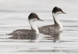 이동 경로 차단 요인이 후닌 논병아리 개체군 안정성에 미치는 장기 예측 모델 구축