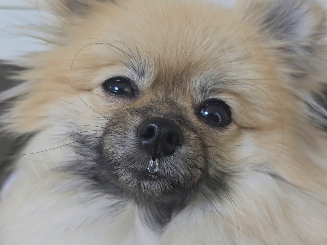 콧물 나는 강아지