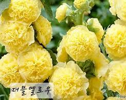 겹접시꽃 이미지 사진