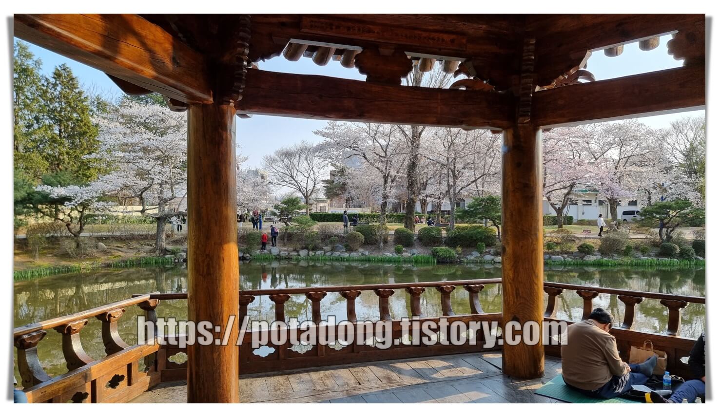 경주 보문정 벚꽃