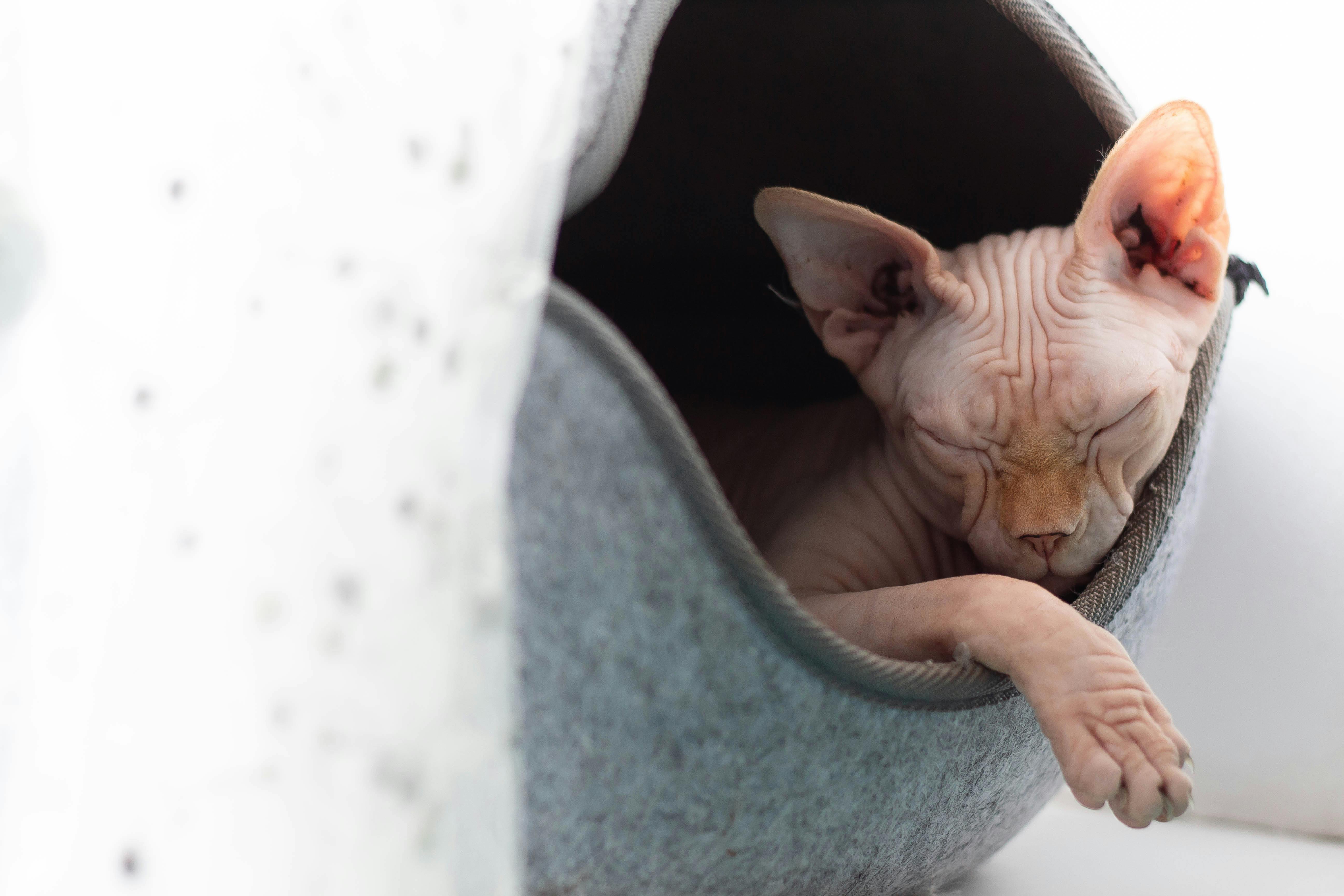 스핑크스 고양이 필수템 관련 사진