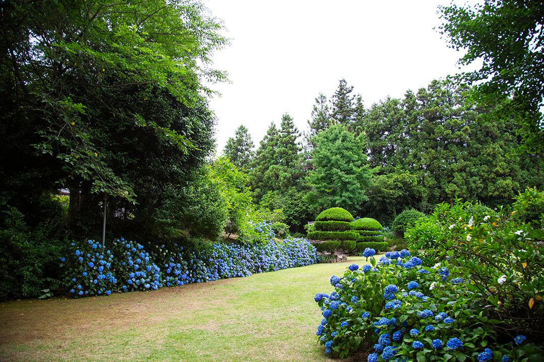 제주 남국사 수국길 완벽 가이드: 개화 시기, 포토존, 교통 총정리