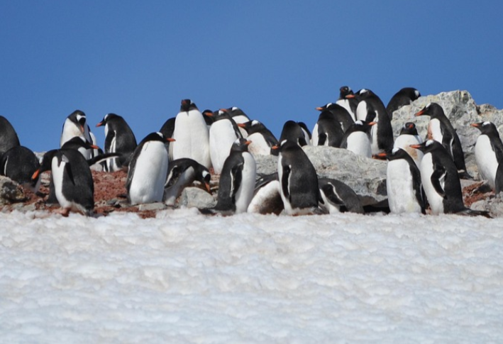극지방 에코 투어리즘: 현황, 환경적 영향, 관광 방안